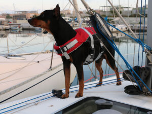 honden-reddingsvest-comfy1